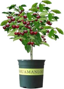 Black Cherry Fruit Tree Live B0C6V3FYSR