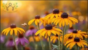 black-eyed susan