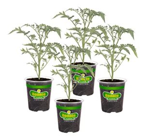 Bonnie Plants Early Girl Tomato B08Z84T8KX