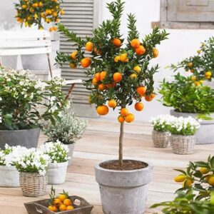 Brighter Blooms Owari Satsuma B01MA35LUD