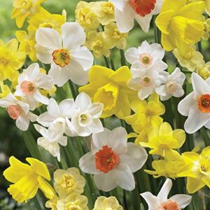 Burpee's Naturalizing Mix Daffodil B07FKPD954