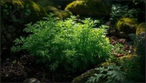chervil for deep shade chervil for deep shade