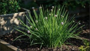 chives for low-light conditions chives for low-light conditions