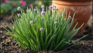 chives – low maintenance and flavorful