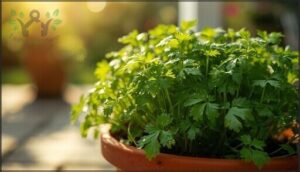 cilantro – fast-growing annual cilantro – fast-growing annual