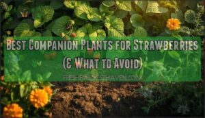 companion plants for strawberry garden