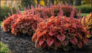 coral bells (heuchera)