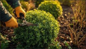 cutting back perennials and shrubs