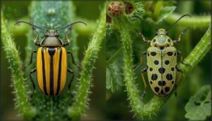 differentiating striped and spotted cucumber beetles