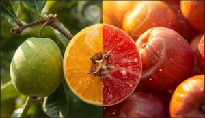 fruit ripening process fruit ripening process