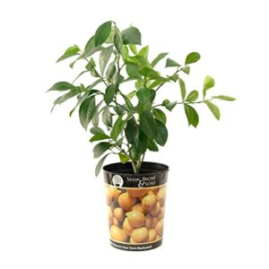 Garden State Bulb Meyer Lemon B0BWL662VJ
