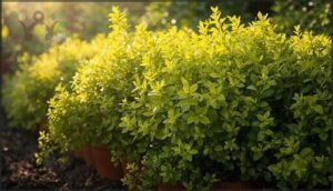golden oregano for afternoon shade golden oregano for afternoon shade
