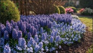 grape hyacinth and glory of the snow grape hyacinth and glory of the snow
