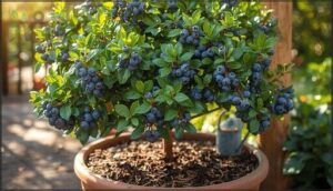 growing blueberries in containers