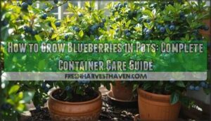 growing blueberries in pots growing blueberries in pots