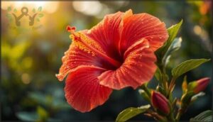 hibiscus – tropical summer beauty hibiscus – tropical summer beauty