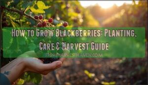 how to grow blackberries