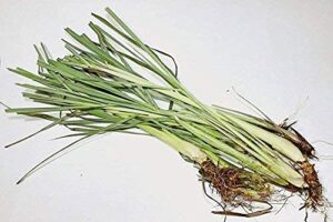 Lemongrass (Cymbopogon citratus) Fresh Premium B00VJ9PGE6