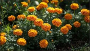 marigold marigold