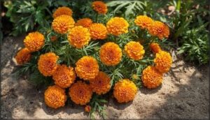 marigolds – pest-deterring and hardy