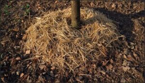 mulching for temperature regulation mulching for temperature regulation