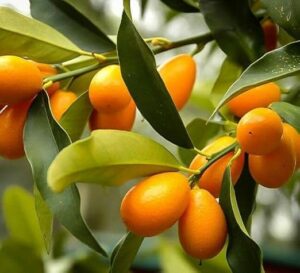 Nagami Kumquat Tree 2 5 B0DSL641FM