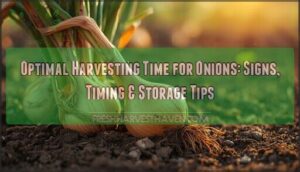 optimal harvesting time for onions optimal harvesting time for onions