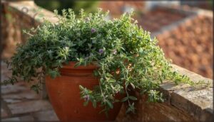 oregano – mediterranean essential oregano – mediterranean essential