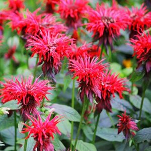 Outsidepride Scarlet Bee Balm Seeds B007SYFWFO