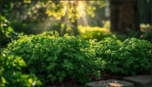 parsley for partial shade parsley for partial shade