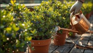 planting and caring for blueberries in pots planting and caring for blueberries in pots