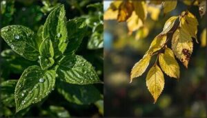 premature leaf drop and texture changes