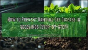 prevent damping off disease seedlings