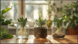 providing optimal conditions for rooting providing optimal conditions for rooting