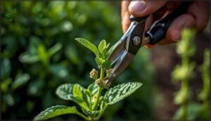 pruning for bushier growth pruning for bushier growth