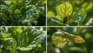 recognizing pest damage and signs of infestation recognizing pest damage and signs of infestation