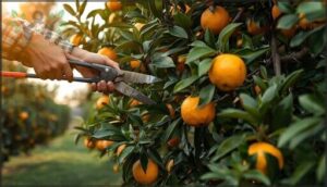 reducing tree height for easy harvest reducing tree height for easy harvest