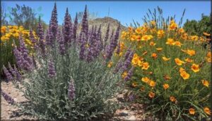 russian sage and california poppy russian sage and california poppy