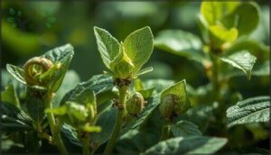 signs of aphid damage on plants