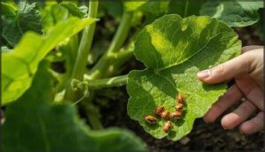 squash bug eggs and nymphs squash bug eggs and nymphs