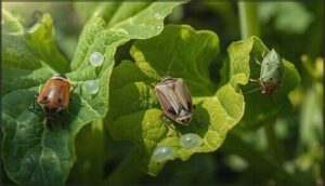 squash bug look-alikes and differentiation squash bug look-alikes and differentiation