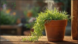 tarragon – unique flavor addition tarragon – unique flavor addition