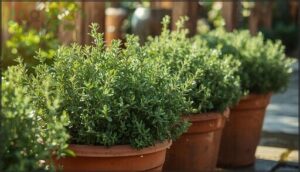 thyme – low-maintenance favorite thyme – low-maintenance favorite