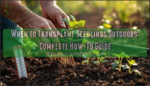 when to transplant seedlings outdoors