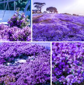 20000+ Creeping Thyme Seeds for B0DK1T8XLX