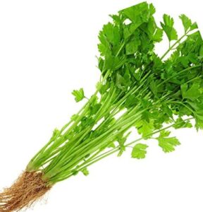 2026 EarlyBird Celery Seeds for Planting. B091YN6W7P