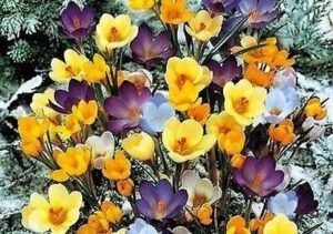 30 Crocus Bulbs Mixed B01HM6RBT2
