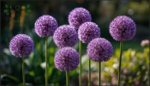 alliums alliums