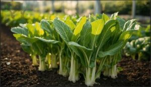 asian greens like bok choy and tatsoi asian greens like bok choy and tatsoi