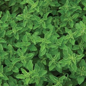 Burpee 61556A Greek Oregano Oregano B078GYGKJB